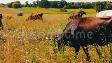 农场牛在牧场放牧。 在野外放牧。 奶牛吃草。 奶牛吃草。
